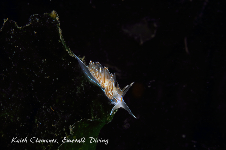 Opalescent Nudibranch, KVI Tower Reef, Puget Sound WA