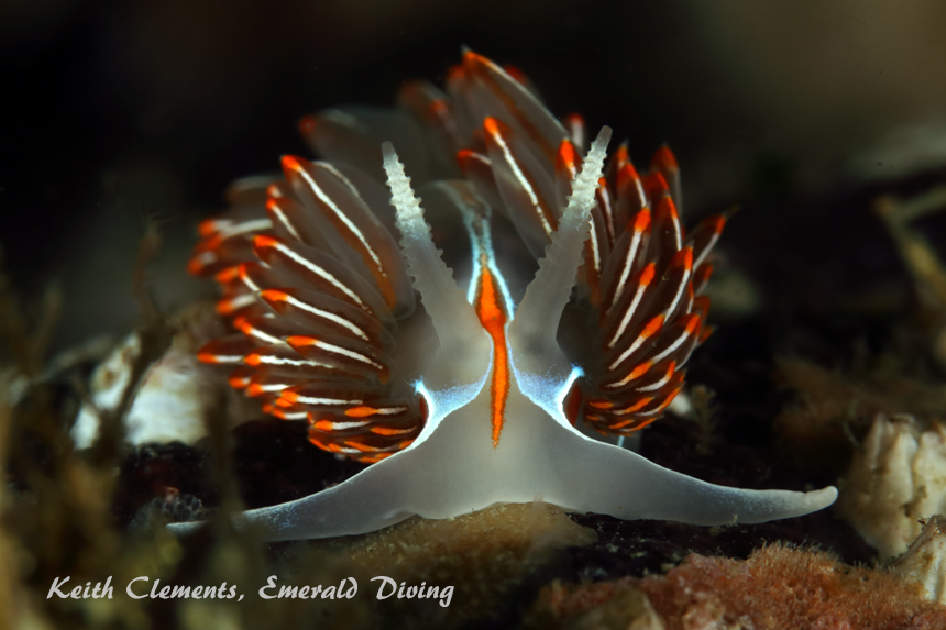 Opalescent Nudibranch, San Juan Islands WA