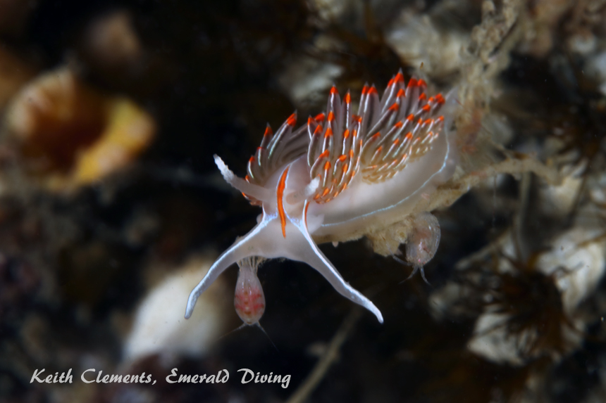Opalescent Nudibranch, Turn Point, San Juan Islands WA