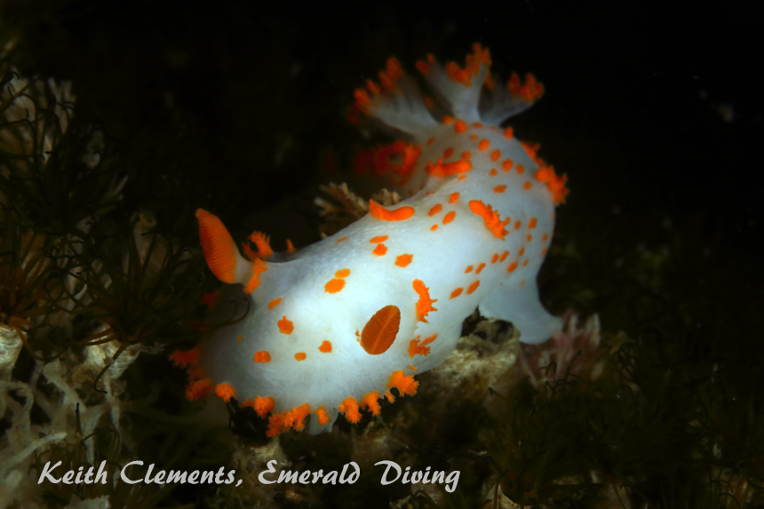 Orange Spotted Nudibranch,Sucia Island, San Juan Islands WA