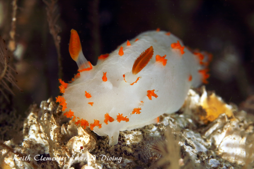 Orange Spotted Nudibranch, Sentinel Island, San Juan Islands WA
