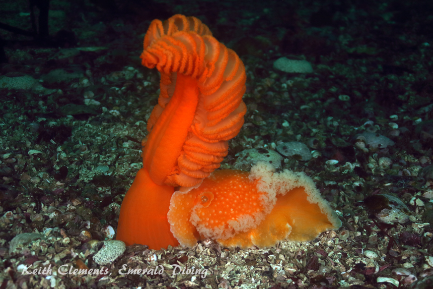 Orangepeel Nudibranch, Seven Tree Island, Browning Pass BC