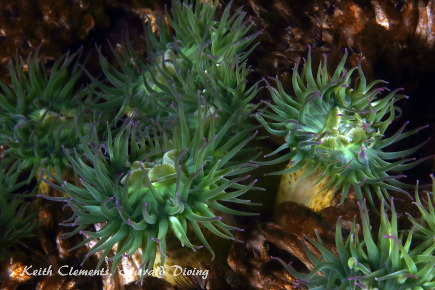 Aggregate Green Anemone, Browning Wall, Browning Pass BC