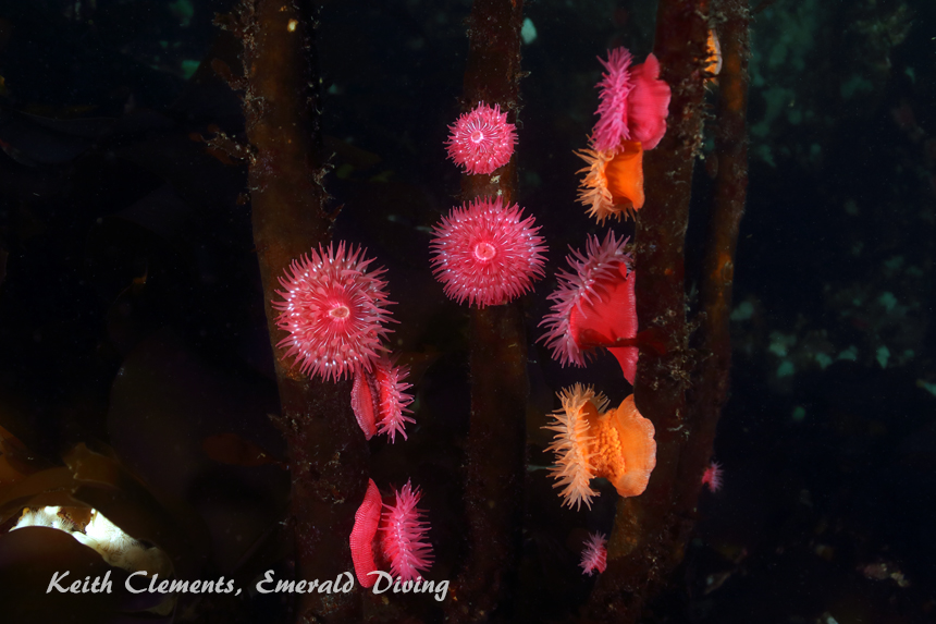 Proliferating Anemone, Hunt Rock BC