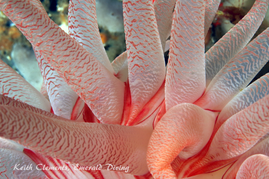 Crimson Anemone, Long Island, San Juan Islands WA