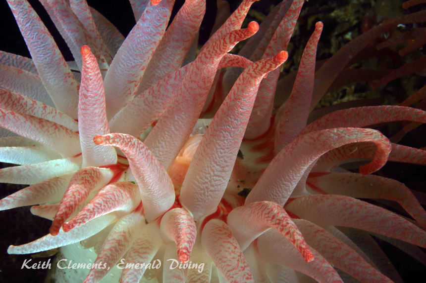 Crimson Anemone, Long Island, San Juan Islands WA