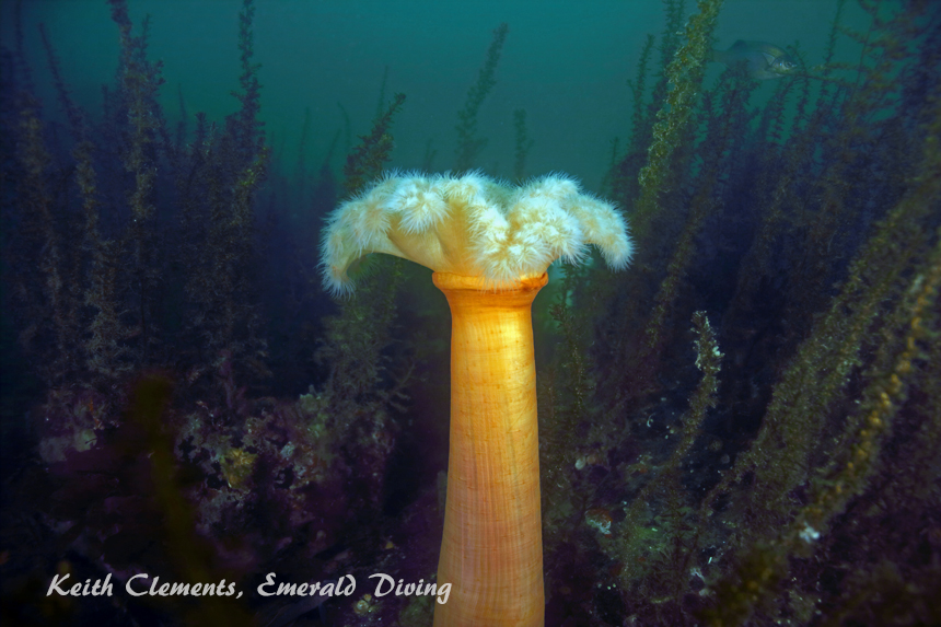 Metridium Anemon, Elephant Wal, Hood Canal WA