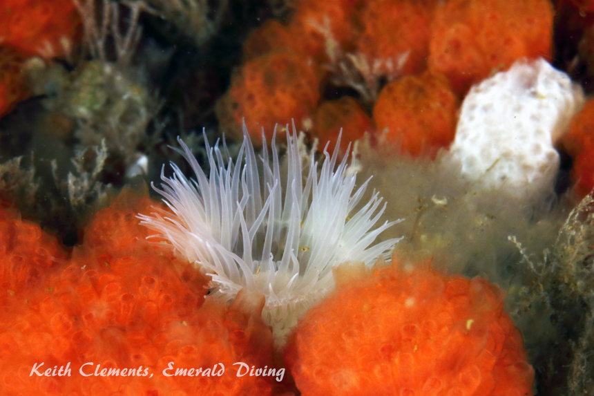 Metridium Anemon, Long Island, San Juan Islands WA