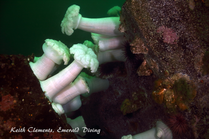 Plumose Anemone, Third Beach Pinnacle, Cape Flattery WA