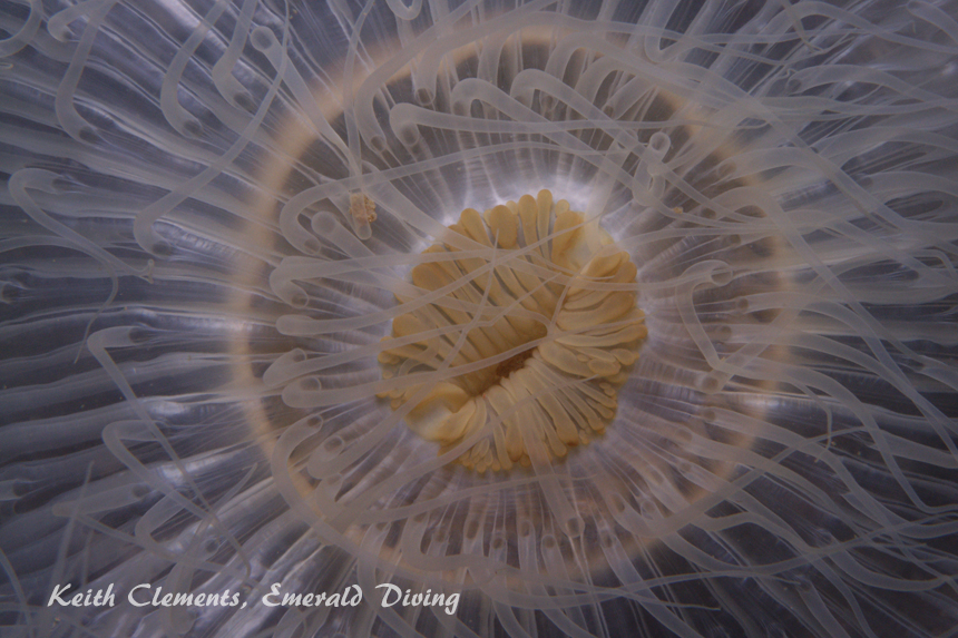 Plumose Anemone, Alki Reef, Puget Sound WA