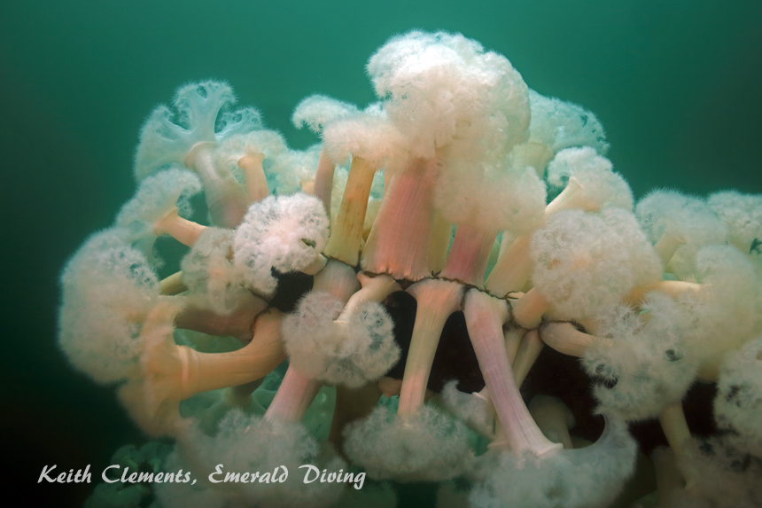 Plumose Anemone, Edmonds Underwater Park, Puget Sound WA