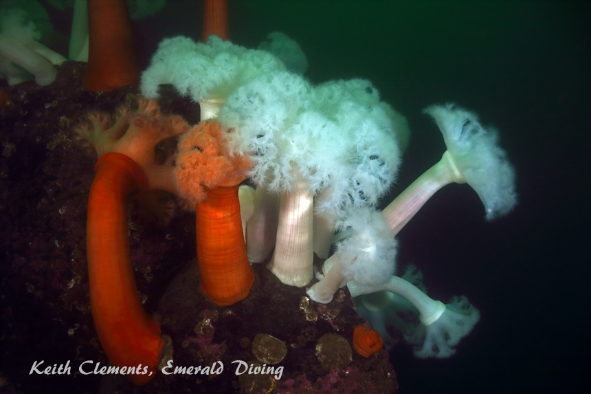 Plumose Anemone, Flagpole, Hood Canal WA