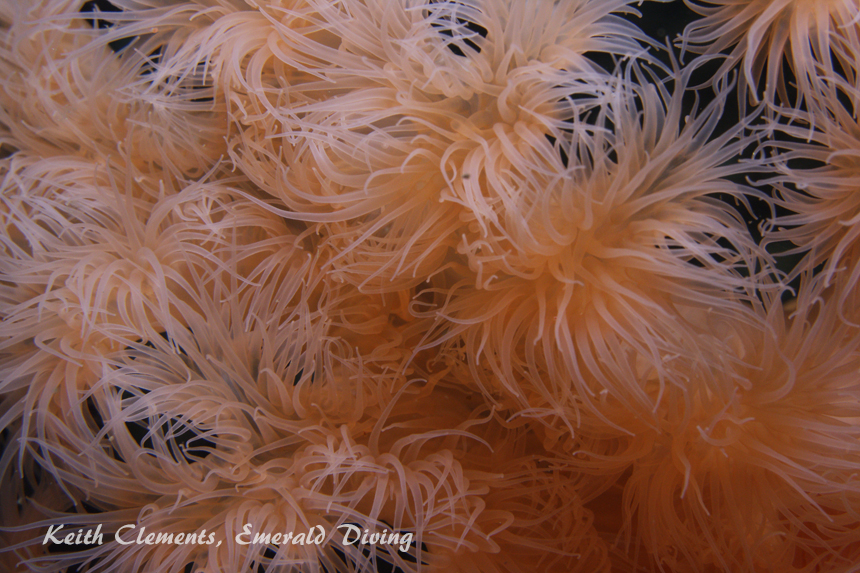 Plumose Anemone, KVI Tower Reef, Puget Sound WA
