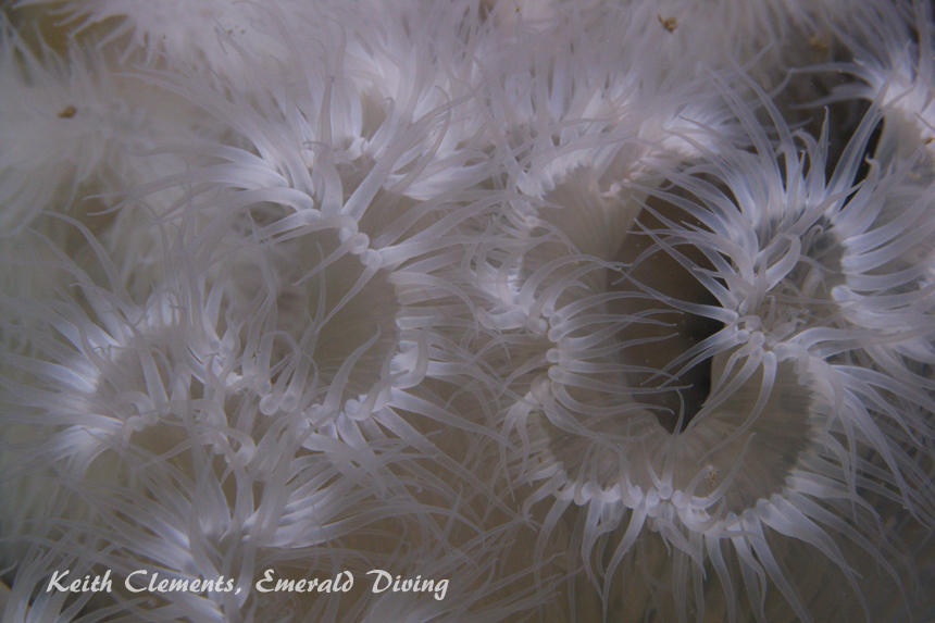 Plumose Anemone, San Juan Islands WA