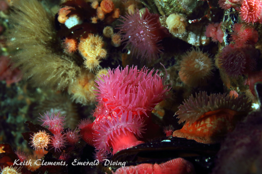 Proliferating Anemone, Duncan Rock, Cape Flattery WA