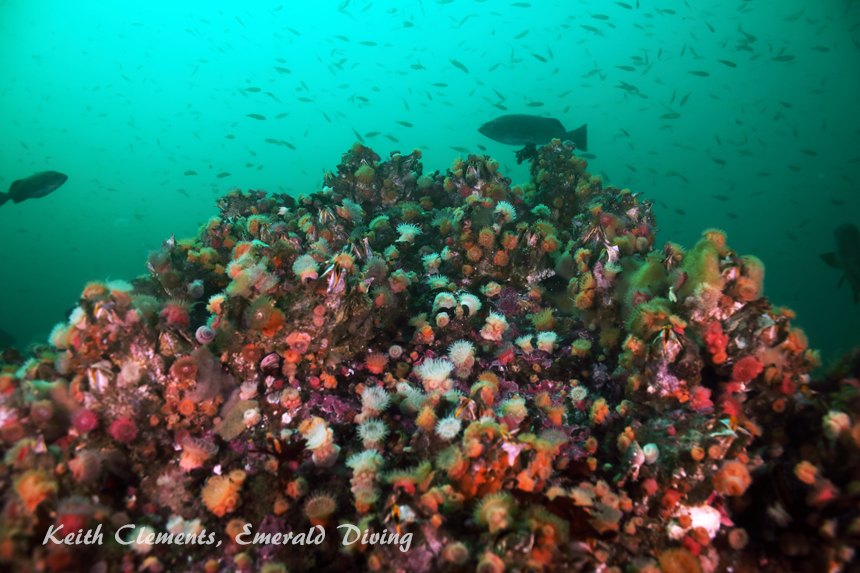 Proliferating Anemone, Duncan Rock, Cape Flattery WA