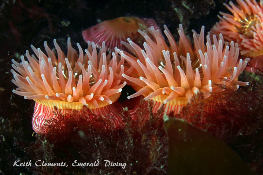 Proliferating Anemone, Long Island, San Juan Islands WA