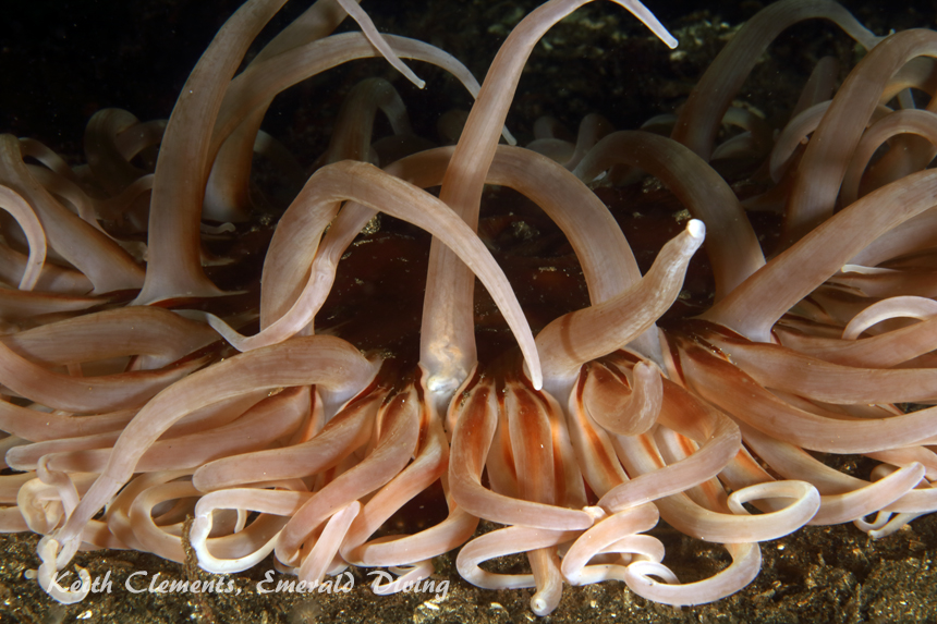 Sand Rose, Nudi Hoody, Browning Pass BC