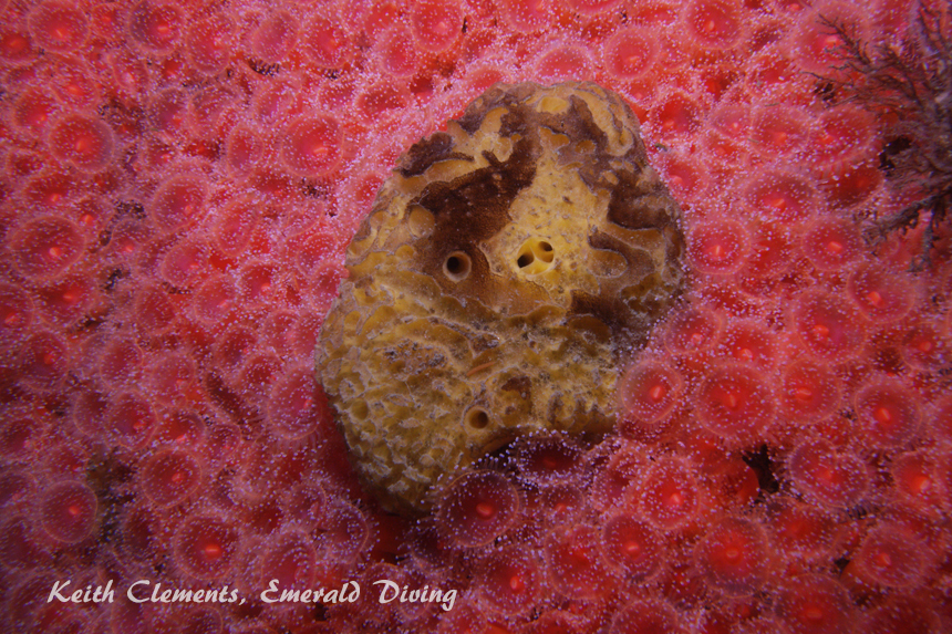Strawberry Anemones, Long Island, San Juan Islands WA