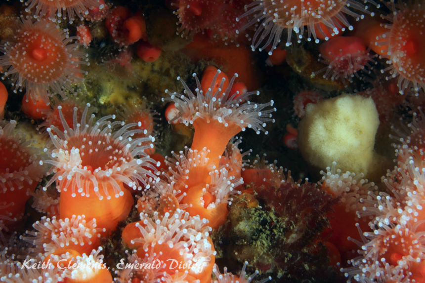 Strawberry Anemones, Row-and-be-Damned, Quadra Islands BC