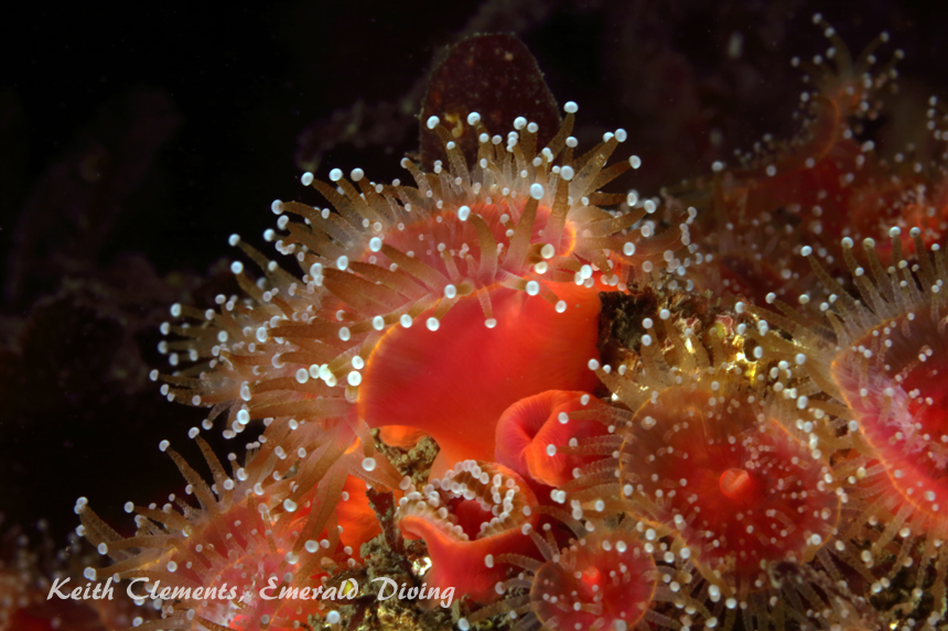 Strawberry Anemones, Long Island, San Juan Islands WA