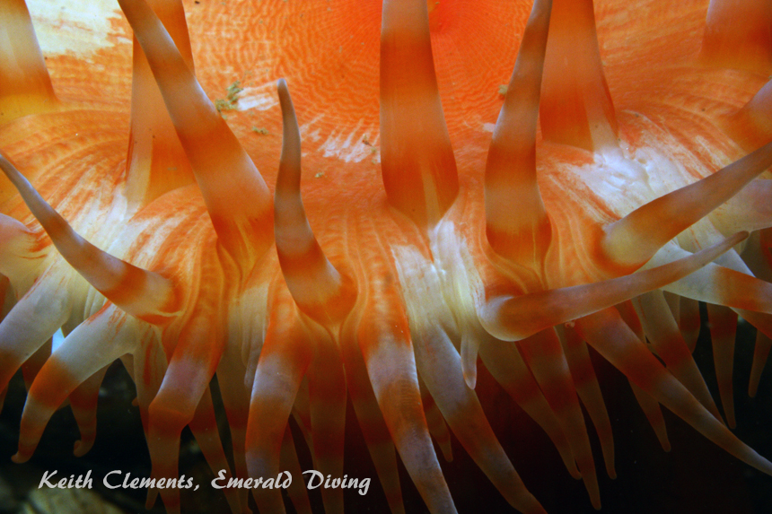 Swimming Anemone, Three Tree Point, Puget Sound WA