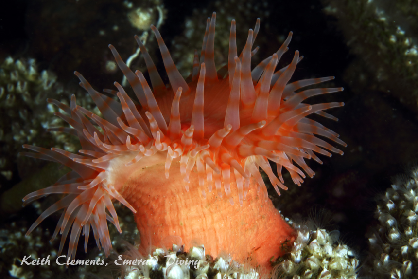 Swimming Anemone, Three Tree Point, Puget Sound WA