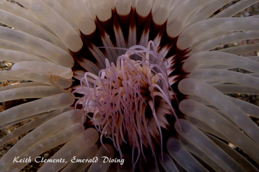 Tube Dwelling Anemone, Three Tree Point, Puget Sound WA