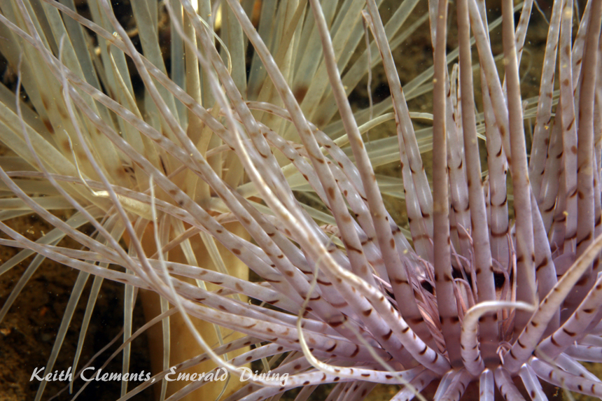 Tube Dwelling Anemone, Flagpole, Hood Canal WA