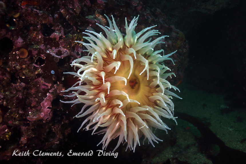 Urticina, Third Beach Pinnacle, Cape Flattery WA
