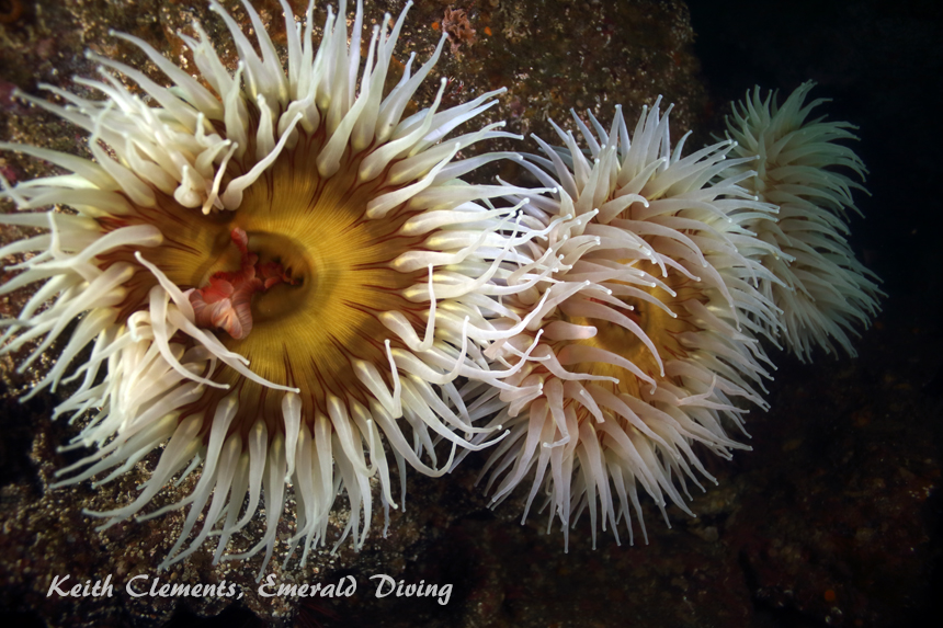 Urticina, Mushroom Rock, Cape Flattery WA