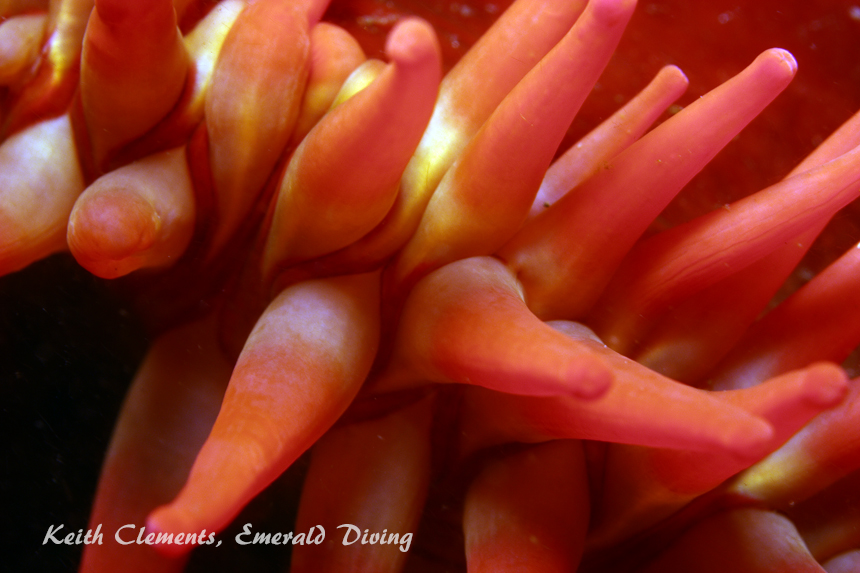 Urticina, Quatsino Sound BC