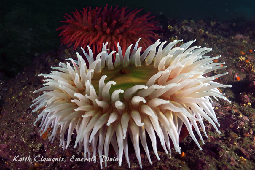 Urticina, Slant Rock, Cape Flattery WA