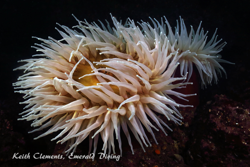 Urticina, Slant Rock, Cape Flattery WA