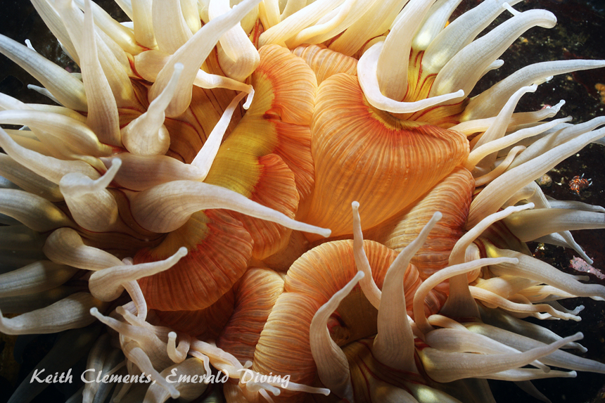 Urticina, Tahsis Narrows BC