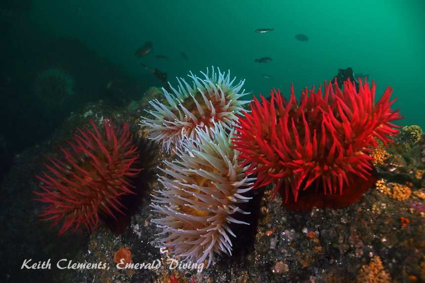 Urticina, Tatoosh Canyon, Cape Flattery WA