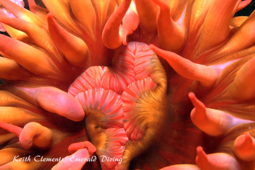 White Spotted Anemone, Quatsino Sound BC