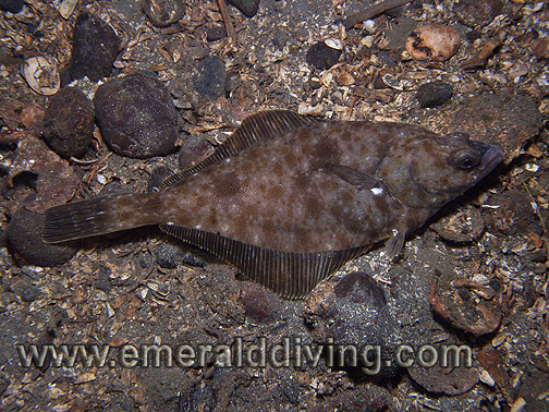 Flatfish Species Index