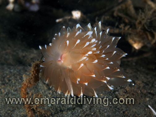 Frosty-Tipped Nudibranch