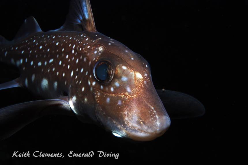 Spotted Ratfish, Three Tree Point, Puget Sound WA