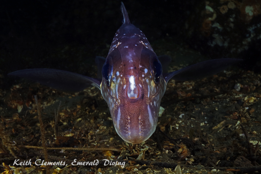 Spotted Ratfish, KVI Tower Reef, Puget Sound WA
