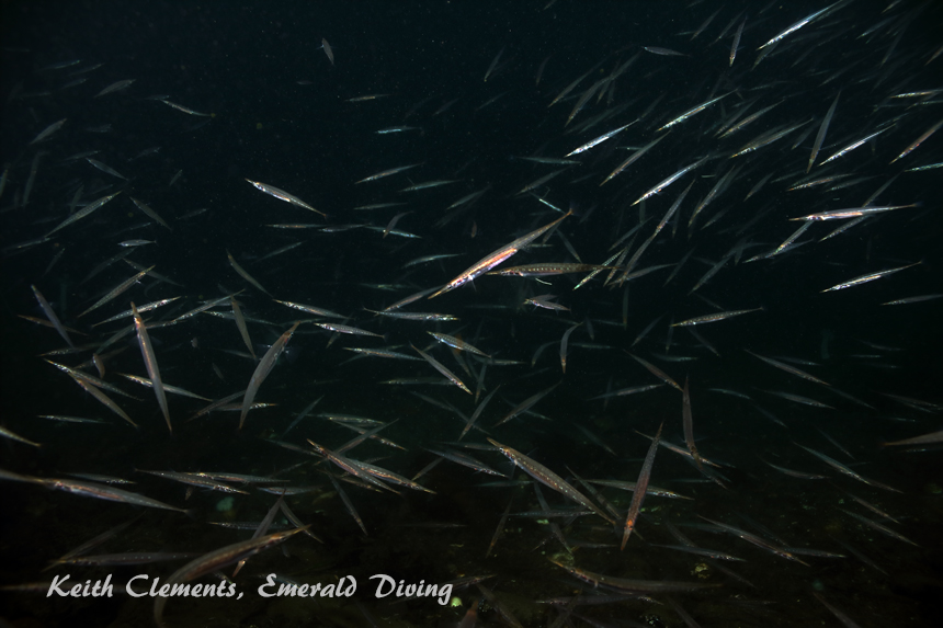 Tubesnoust, God's Pocket Bay, Hurst Island BC