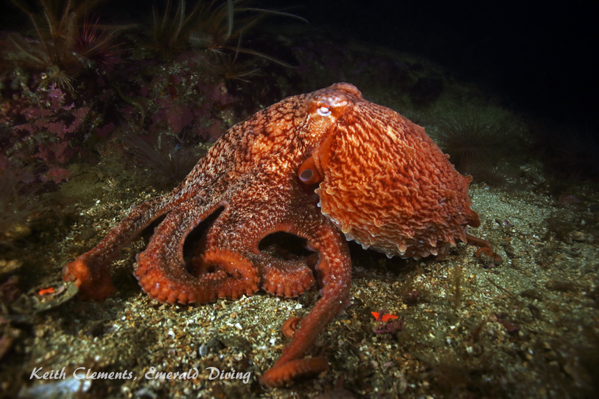 Tyler Rock, Barkley Sound BC