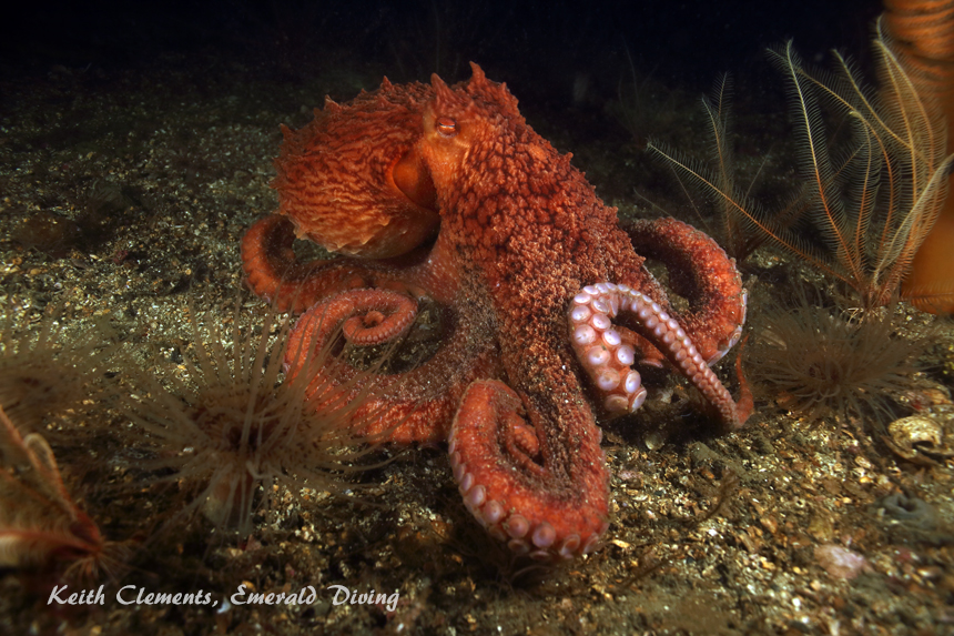 Tyler Rock, Barkley Sound BC