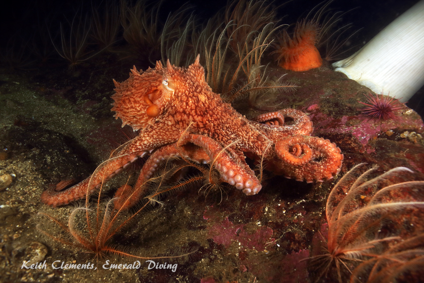 Tyler Rock, Barkley Sound BC