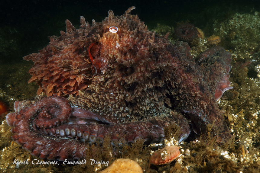 Blakely Rock, Puget Sound WA