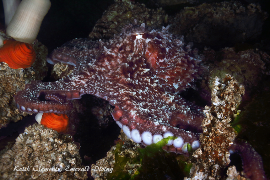 KVI Tower Reef, Puget Sound WA