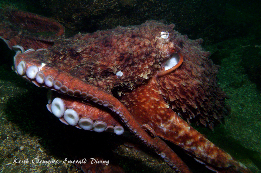 KVI Tower Reef, Puget Sound WA