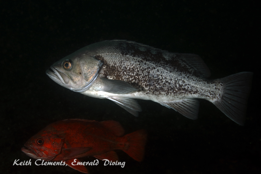 Black Rockfish, Dabob Seamount, Hood Canal WA