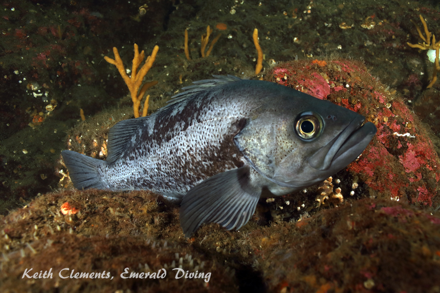 Black Rockfish, Flagpole, Hood Canal WA